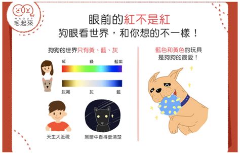 狗狗看得到什麼顏色|狗狗真的是色盲吗？原来这才是狗眼中的世界